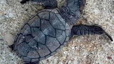 Photo of Rareza biológica: nace tortuguita carey con aletas traseras blancas en YucatánP