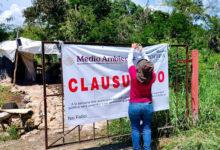 Photo of Impone Profepa una clausura total definitiva a la granja porcícola en Santa María Chi