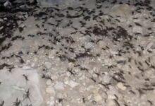 Photo of Saakal en movimiento: las hormigas mayas que predicen tormentas