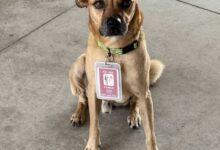 Photo of “Canelo”, el perrito inspector, regresa con su verdadera familia tras ser viral
