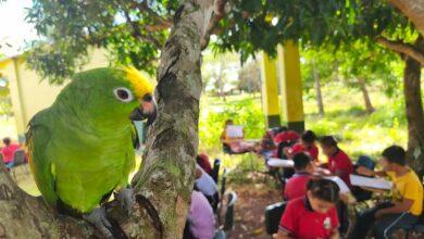 Photo of Lorenzo, el loro que eligió una escuela como su hogar en La Esmeralda