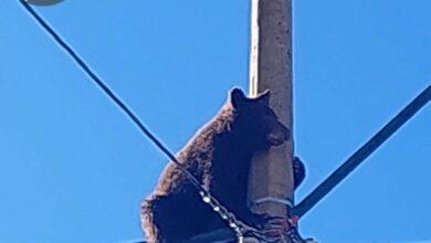 Photo of Osito a salvo: rescatan a osezno tras trepar poste en Sonora