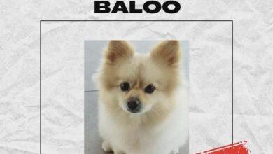 Photo of Se busca a Baloo en Cholul