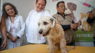 Photo of Inicia la Semana Nacional de Vacunación Antirrábica Canina y Felina 2025
