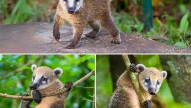 Photo of El coatí yucateco, curioso centinela de la selva maya