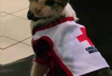 Photo of Un héroe con bigotes llegó a la Cruz Roja