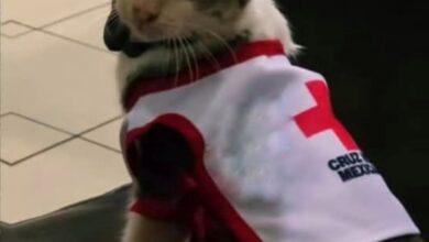 Photo of Un héroe con bigotes llegó a la Cruz Roja