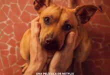 Photo of Del abandono a millones de corazones