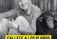 Photo of Fallece Jane Goodall, defensora incansable de la vida silvestre