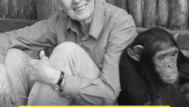 Photo of Fallece Jane Goodall, defensora incansable de la vida silvestre
