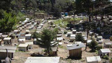 Photo of Construyen la favela de los perros abandonados