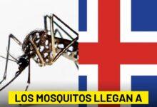 Photo of Mosquito llegan por primera vez a Islandia, país que estaba libre de ellos