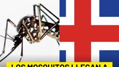 Photo of Mosquito llegan por primera vez a Islandia, país que estaba libre de ellos