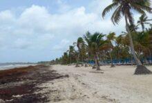 Photo of Tulum, sin turistas: sargazo, altos precios, inseguridad y crisis