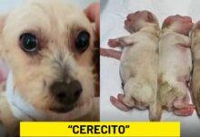 Photo of Cerecito: el perrito que volvió a ver la vida