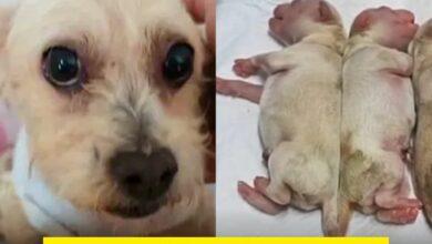 Photo of Cerecito: el perrito que volvió a ver la vida