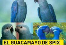 Photo of Regresa el guacamayo azul, vuelve a volar en Brasil