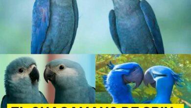 Photo of Regresa el guacamayo azul, vuelve a volar en Brasil