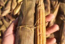 Photo of ¡Los Pibinales, una delicia con alma yucateca!