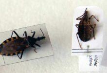 Photo of ¡Una vacuna contra el mal de Chagas podría ser una realidad en 2026!