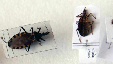 Photo of ¡Una vacuna contra el mal de Chagas podría ser una realidad en 2026!