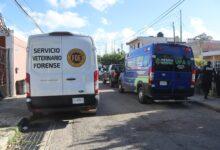 Photo of Unidad de Protección Animal de Mérida atiende reporte de perro herido.