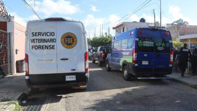 Photo of Unidad de Protección Animal de Mérida atiende reporte de perro herido.