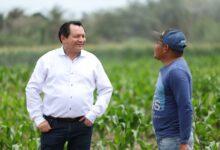 Photo of Renace el campo yucateco