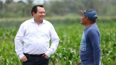 Photo of Renace el campo yucateco