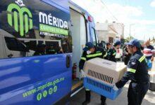 Photo of Ayuntamiento actúa ante caso de crueldad animal en Mérida