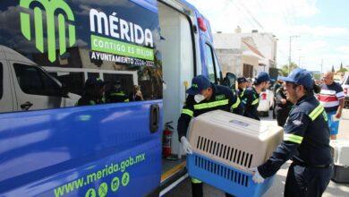 Photo of Ayuntamiento actúa ante caso de crueldad animal en Mérida