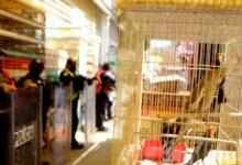 Photo of Adiós a la venta de animales en el Mercado de Sonora