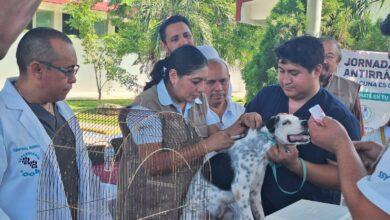 Photo of Yucatán refuerza la protección animal