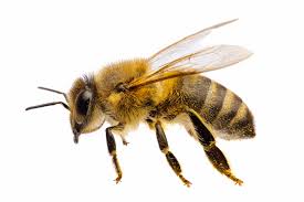 Photo of Fallece tras ser picado por abejas