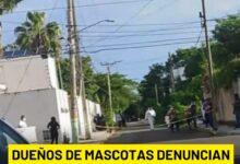 Photo of Denuncian estafa en crematorio de mascotas en Chetumal