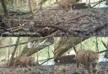 Photo of ¡ Es hermosa! jaguar embarazada captada en Campeche