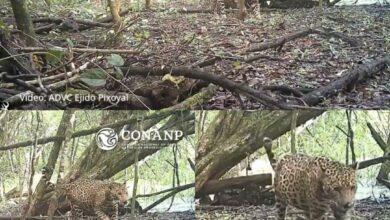 Photo of ¡ Es hermosa! jaguar embarazada captada en Campeche