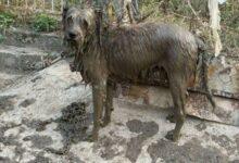 Photo of Jarocho: el perrito que volvió a nacer