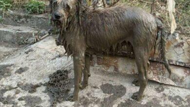 Photo of Jarocho: el perrito que volvió a nacer