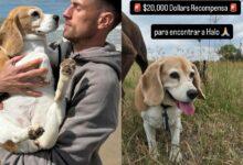 Photo of Aaron Ramsey, busca a su perrito perdido y ofrece más de 350,000 pesos de recompensa