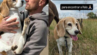 Photo of Aaron Ramsey, busca a su perrito perdido y ofrece más de 350,000 pesos de recompensa