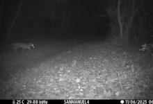 Photo of Avistamiento de tigrillo con su cría en los montes de Yucatán