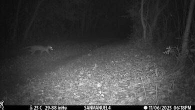 Photo of Avistamiento de tigrillo con su cría en los montes de Yucatán