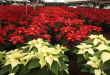 Photo of Vendedores locales lanzan la temporada de nochebuenas y pinos navideños