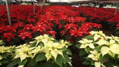 Photo of Vendedores locales lanzan la temporada de nochebuenas y pinos navideños