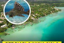 Photo of Pez diablo inicia su reproducción en Laguna de Bacalar