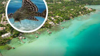 Photo of Pez diablo inicia su reproducción en Laguna de Bacalar