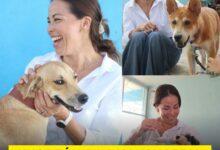 Photo of Nueva ley para el Bienestar Animal en Yucatán