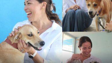 Photo of Nueva ley para el Bienestar Animal en Yucatán