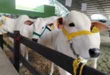 Photo of Garantizan Sanidad y Supervisión del Ganado en la Feria Yucatán X´Matkuil